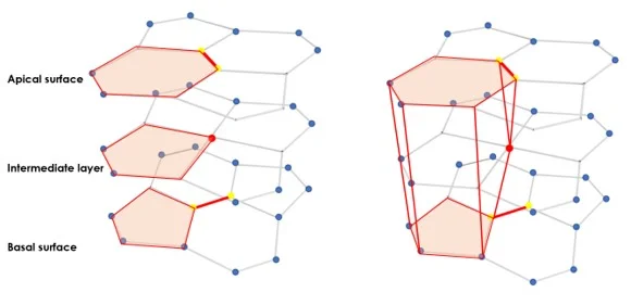 Scutoid: Cell-Inspired Surface Design — project image 1