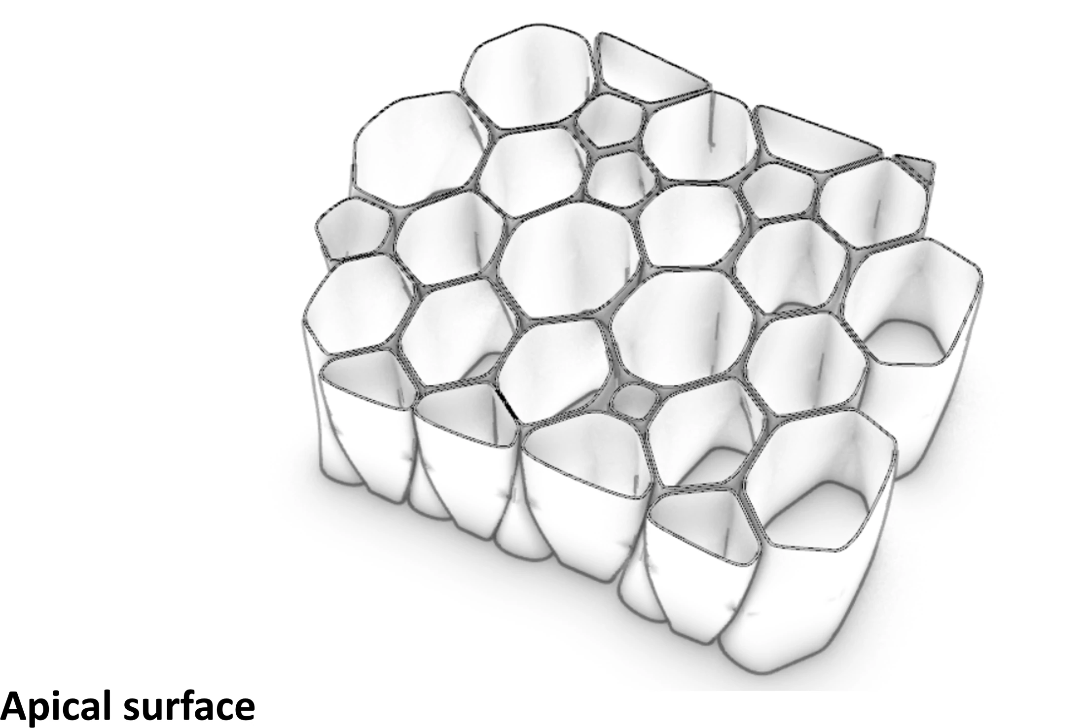Scutoid: Cell-Inspired Surface Design — project image 2