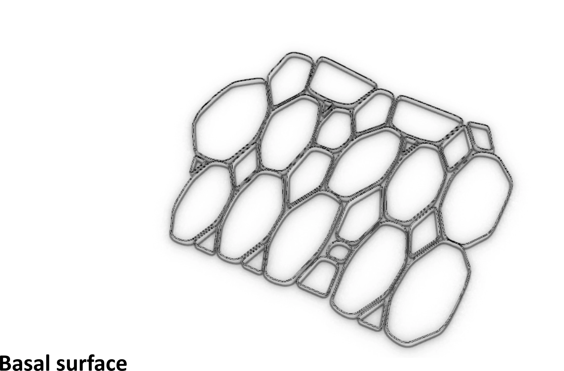 Scutoid: Cell-Inspired Surface Design — project image 1
